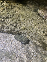 Leptodius sanguineus