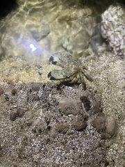 Leptodius sanguineus