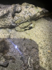 Leptodius sanguineus