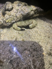 Leptodius sanguineus