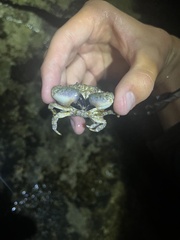 Leptodius sanguineus