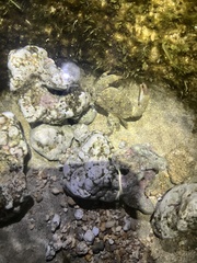 Leptodius sanguineus