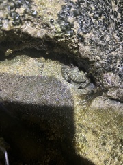 Leptodius sanguineus