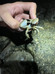 Leptodius sanguineus