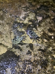 Pachygrapsus plicatus