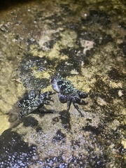 Pachygrapsus plicatus