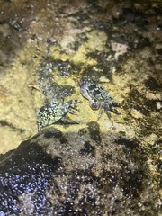 Pachygrapsus plicatus