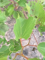 Vitis rupestris