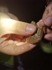 Rana longicrus