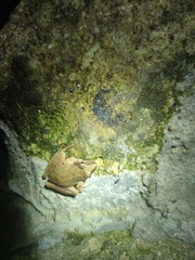 Rana longicrus