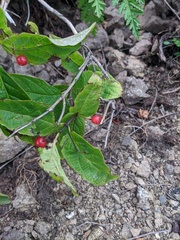 Lonicera glehnii