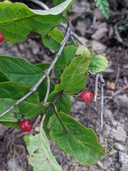 Lonicera glehnii