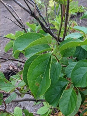 Lonicera glehnii
