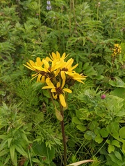 Ligularia hodgsonii
