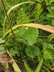 Ligularia hodgsonii