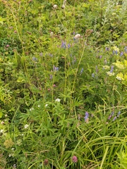 Sanguisorba tenuifolia
