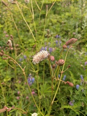 Sanguisorba tenuifolia