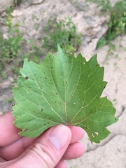 Vitis rupestris