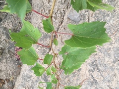 Vitis rupestris