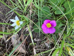 Romulea flava viridiflora