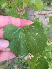 Vitis rupestris
