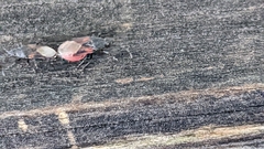 Oxycarenus lavaterae