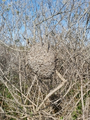 Crematogaster peringueyi