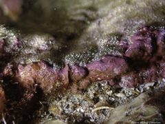 Parablennius pilicornis