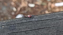 Oxycarenus lavaterae