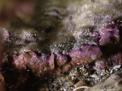 Parablennius pilicornis