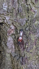 Oxycarenus lavaterae