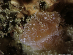 Aplidium elegans