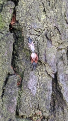 Oxycarenus lavaterae