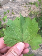 Vitis rupestris