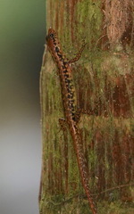 Sphenomorphus scotophilus