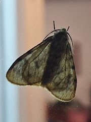Cymaroa grisea