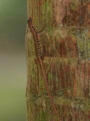 Sphenomorphus scotophilus