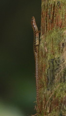 Sphenomorphus scotophilus