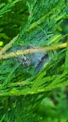 Philodromus cespitum