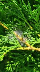 Philodromus cespitum