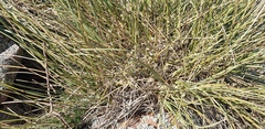 Lomandra effusa