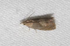 Dichrorampha simpliciana