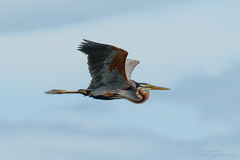 Ardea purpurea manilensis