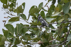 Ceryle rudis leucomelanurus