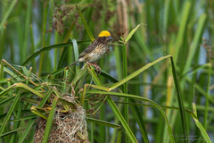Ploceus manyar williamsoni