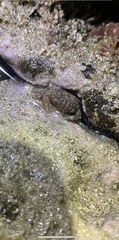 Pilodius areolatus