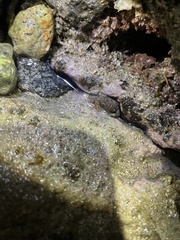 Pilodius areolatus
