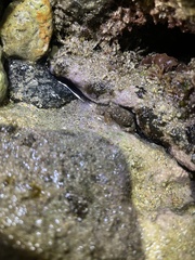 Pilodius areolatus