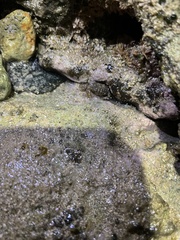 Pilodius areolatus