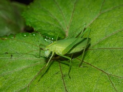 Kuwayamaea sapporensis